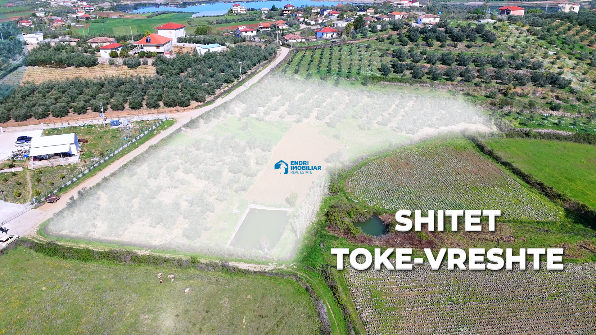 Shitet Toke Vreshte